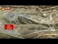 Huge Python Strikes in Gorakhpur