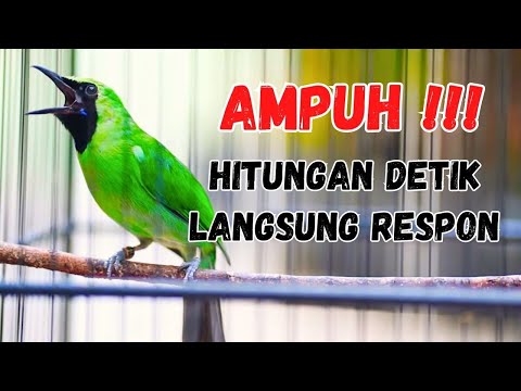 Langsung Mau Jamtrok !! Cucak Ijo Gacor Full Isian Tembakan, Ampuh Untuk Pancingan Cucak Ijo Lomba!