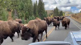 Buffalo Stampede in Yellowstone