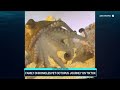 Family shares pet octopus journey on TikTok  - 03:57 min - News - Video