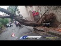 Hyderabad Rains : Huge Tree Uprooted Due To Strong Winds And Heavy Rain In Hyderabad  | V6 News  - 01:16 min - News - Video