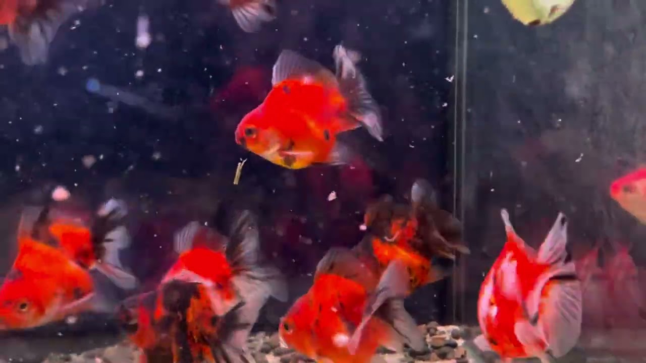 Premium Short Body Oranda Thai style 5cm-7cm – petfish.com.au