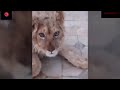 Tourists abused Lion cub to take pictures, starts walking after surgery