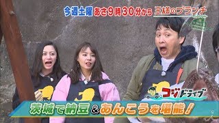 『王様のブランチ』2/9(土) コジドライブ in 茨城🚗✨人気パーキングエリアで和スイーツ&あんこう料理!!【TBS】 (再生)