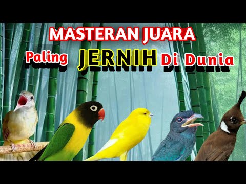 MASTERAN MURAI BATU ROLL TEMBAKAN PANJANG DAN MEWAH UNTUK BURUNG FIGHTER SUARA JERNIH