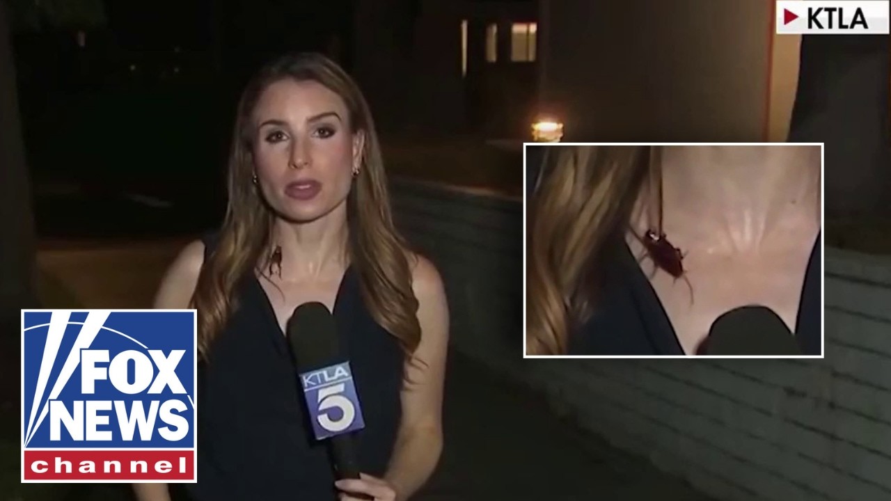 'The Five': Reporter UNFAZED by cockroach