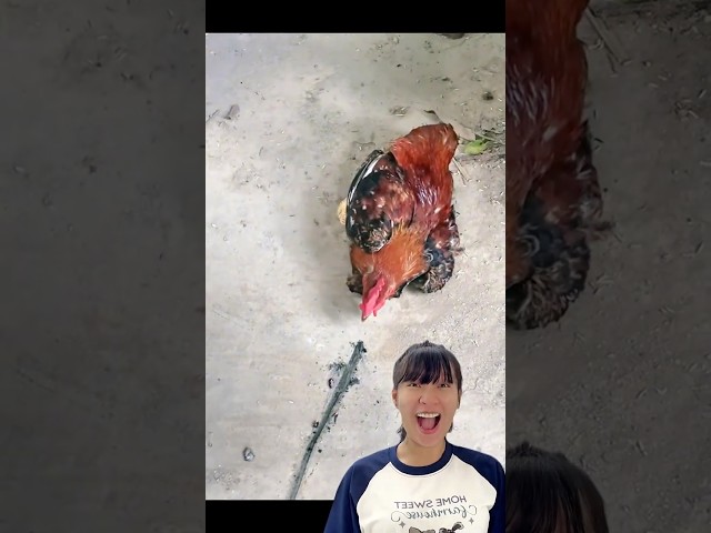 Thôi Miên Con Gà Bằng Đường Thẳng Và Cái Kết??? #shorts #chiuc #chiuctv