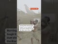 Burning Man caught in dust storm  - 00:30 min - News - Video