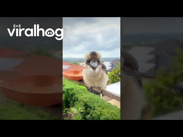 Baby Kookaburra Has a Cute Voice  || ViralHog