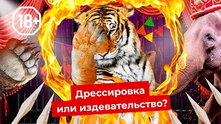 Личное: Цирк и дельфинарий: животные страдают ради шоу | Побои, мучение и издевательство