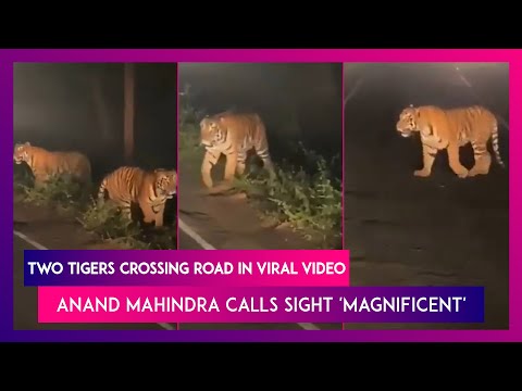 Anand Mahindra shares viral video of two tigers crossing road at night Anand Mahindra shares viral video of two tigers crossing road at night