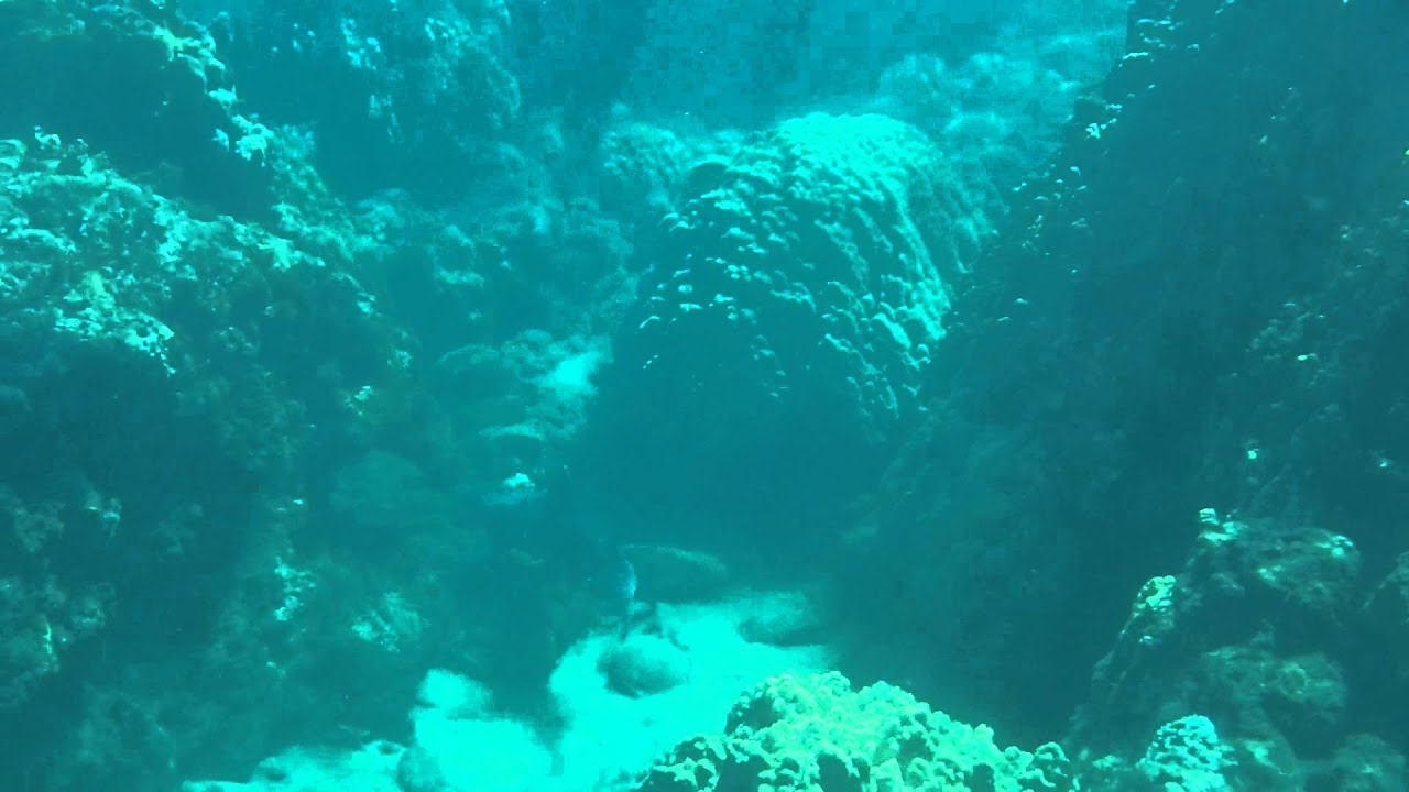 White Tip shark - Honolua Bay - YouTube