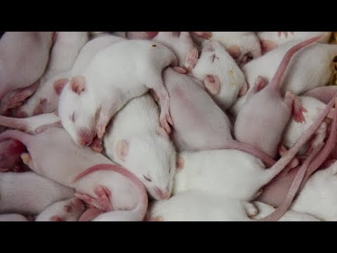 Rat Film'