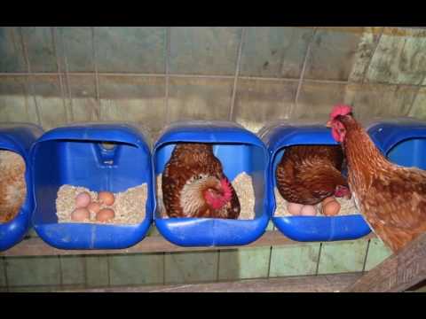 ... Chicken Farming Part 2 : Free Range Chicken | Agribusiness Philippines