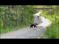 WATCH: Tourists encounter female bear with three cubs at Poland’s Tatra Mountains - 01:14 min - News - Video
