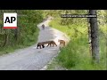 WATCH: Tourists encounter female bear with three cubs at Poland’s Tatra Mountains