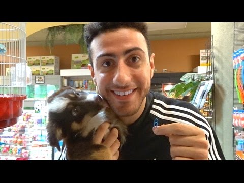 Trading A Paperclip For A Puppy!!