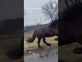 Loose horses weave through cars on Cleveland highway