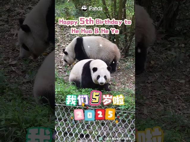 Happy Birthday To He Hua & He Ye!  | iPanda #shorts #birthday