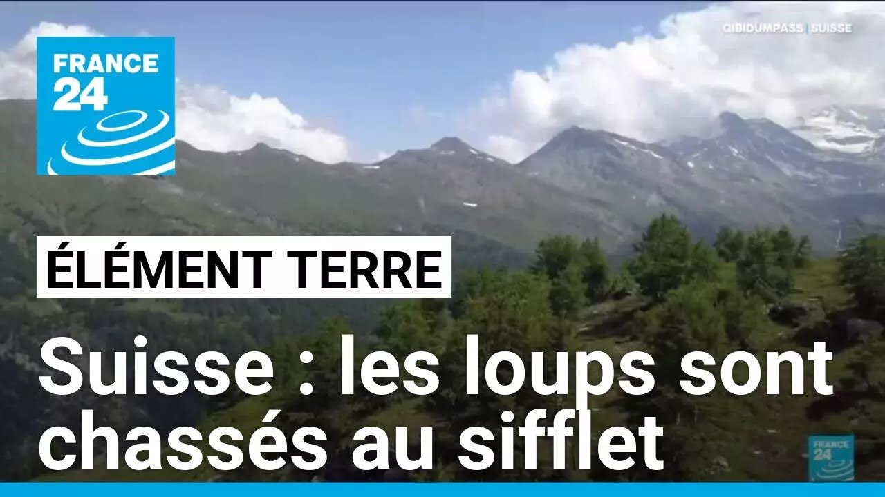 Suisse : les loups sont chassés au sifflet • FRANCE 24