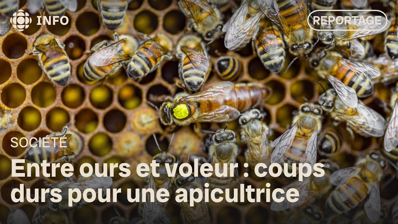 L'apicultrice Émilie Bee dénonce le vol incompréhensible d'une de ses ruches en Mauricie