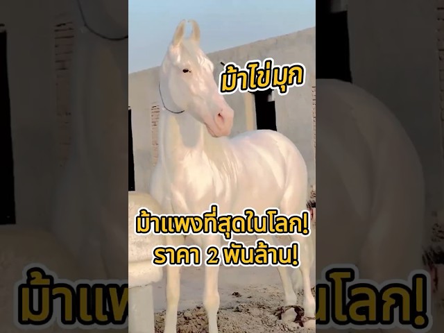 ม้าแพงที่สุดในโลก! ราคา 2 พันล้าน! โคตรสวย  #ฮันเชียร์ #ม้าในตำนาน #ม้าเติร์กเมนิสถาน  #สาระน่ารู้