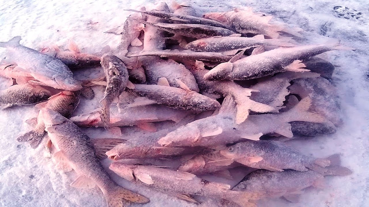 ЩУКА НА АМУРЕ ЗИМОЙ РЫБАЛКА НА АМУРЕ 2019