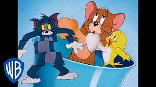 Tom a Jerry - Vtáky