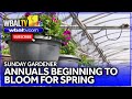 Annuals galore at the Valley View Farms Greenhouse