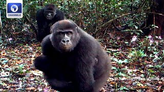 Impact Of Sand Mining On The Environment, Protecting Gorillas In Cameroon + More | EcoAfrica