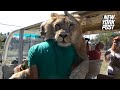 Safari still letting lions into cars weeks after woman attacked