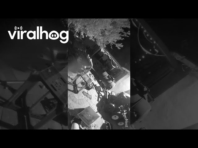 Fuzzy Object Floats Through Backyard Camera || ViralHog