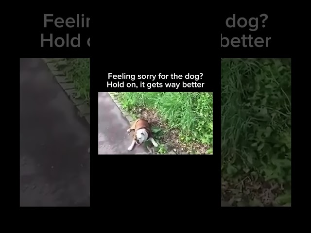 Stay inspired – subscribe for new content! 🔥 #dogowner #cringedogs #funnydogs