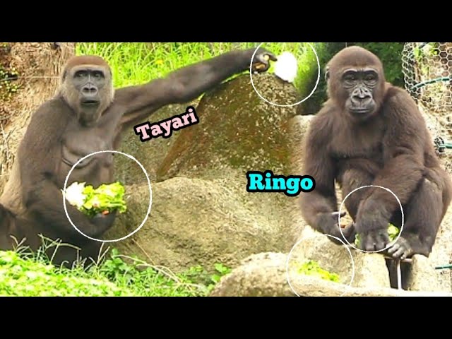 Ringo and Tayari Scored Big—Look at All Those Veggies!林戈和塔莉拿到超多菜，今天真是豐收日！🥬🥕😋