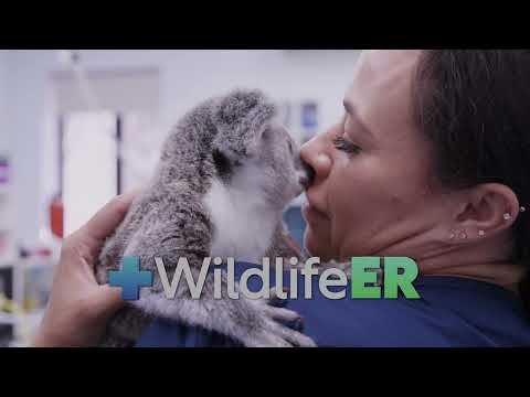 Wildlife ER'