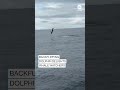 Backflipping dolphin delights whale watchers  - 00:57 min - News - Video
