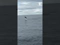 Backflipping dolphin delights whale watchers
