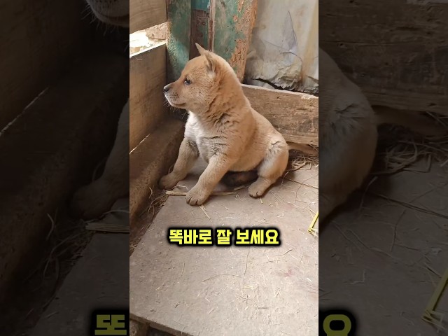 댕댕이가 하루 종일 주변을 관찰하는 이유
