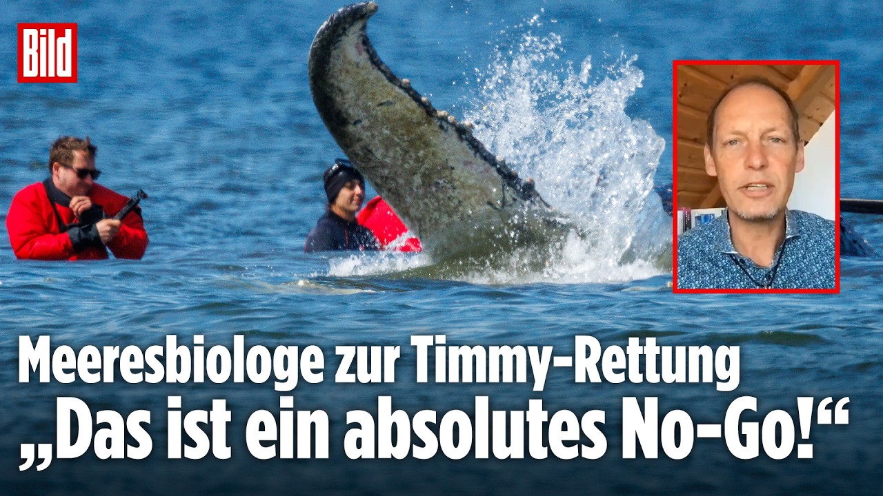 Walrettung vor Poel: Stichtag für Wal Timmy – Rettungsaktion hat begonnen!