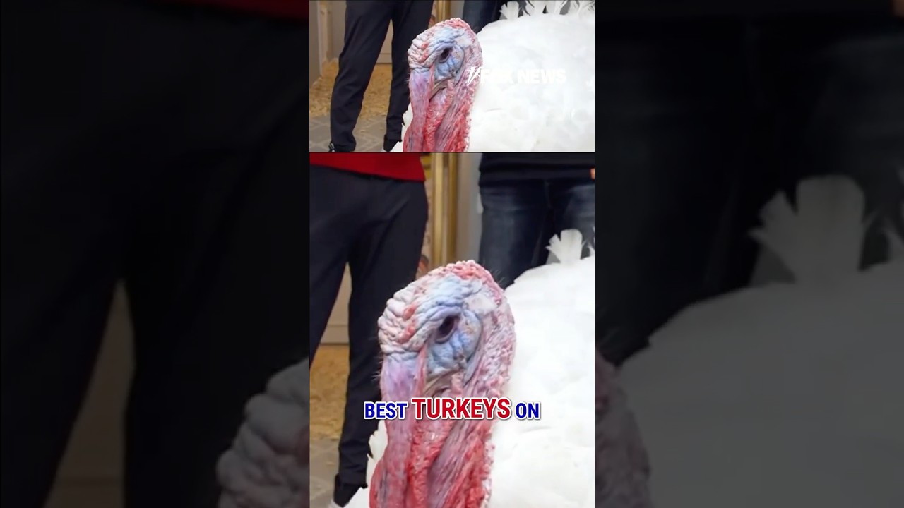 BEHIND THE SCENES: Turkeys get VIP treatment before Trump pardon #shorts #Thanksgiving #us #news