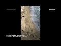 WATCH: Kite surfer rescued from California beach after making HELP sign with rocks  - 01:02 min - News - Video
