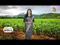 Pest Control in Tender Sugarcane Plantations | లేత చెరుకు తోటల్లో చీడపీడల నివారణ |Matti Manishi|10TV  - 06:29 min - News - Video