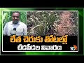 Pest Control in Tender Sugarcane Plantations | లేత చెరుకు తోటల్లో చీడపీడల నివారణ |Matti Manishi|10TV