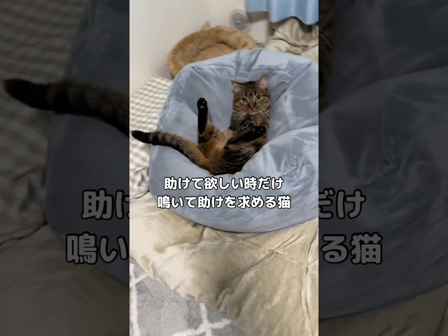 普段あまり鳴かないタイプの子なんだけど必要な時は鳴きますw #マンチカン #撮ってないで助けろ #shorts