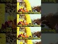 Divine Presence, Endless Blessings : #NALLANIMENI #venkateshwaraswamysongs #lordbalaji  - 00:59 min - News - Video
