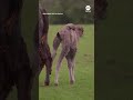 Bactrian camel born at UK Zoo  - 00:47 min - News - Video