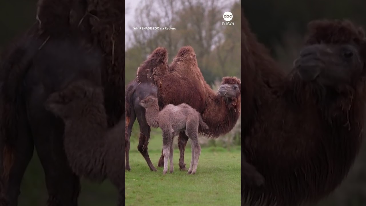 Bactrian camel born at UK Zoo