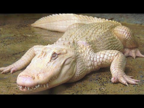 Rare Albino Alligator Finds Tranquility in Safe Space