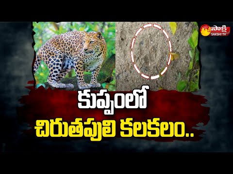 Leopard spotted in Kuppam