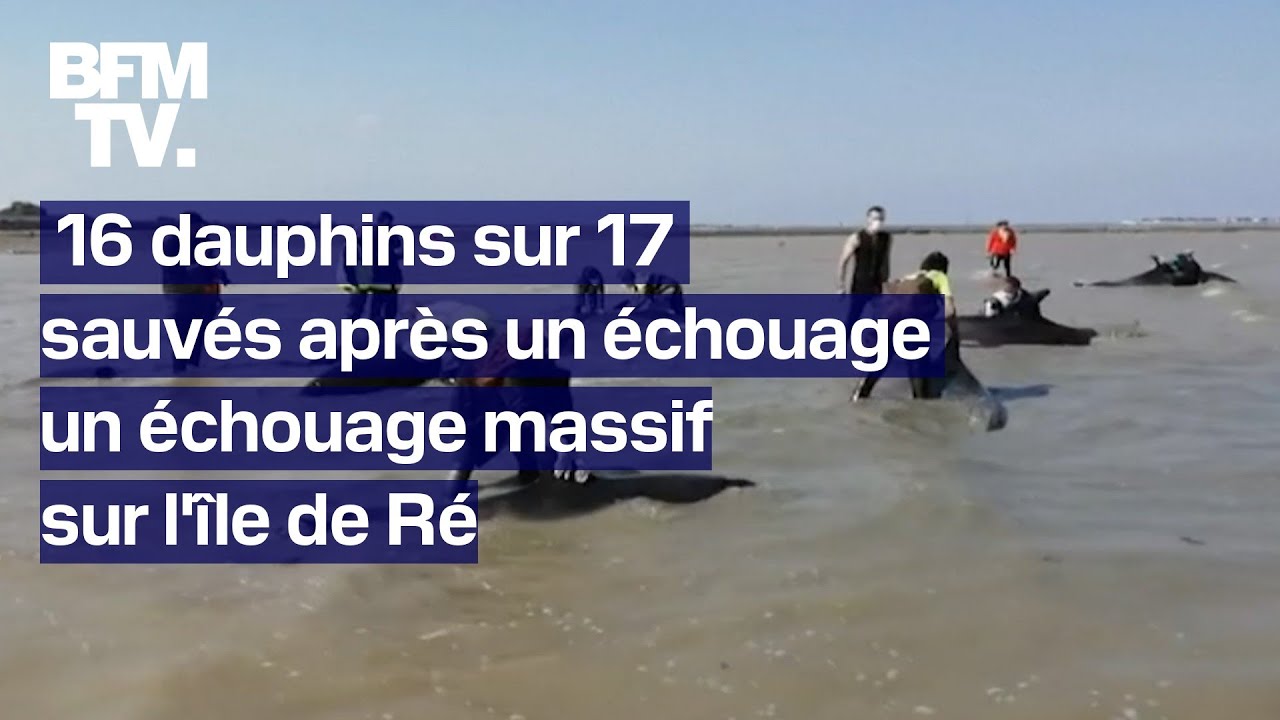 16 dauphins sur 17 ont été sauvés après un échouage massif sur l'île de Ré